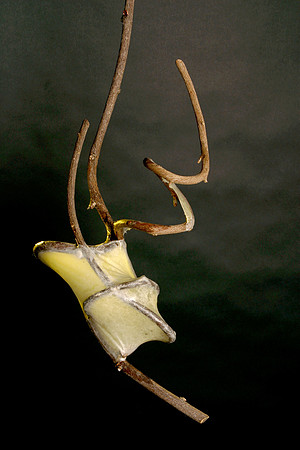 Mary Ruhl